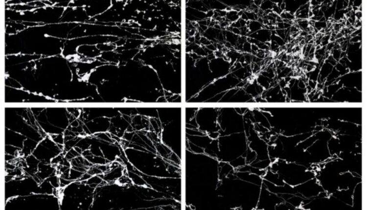 تکسچر بافت سنگ مرمر   Marble Backgrounds Textures