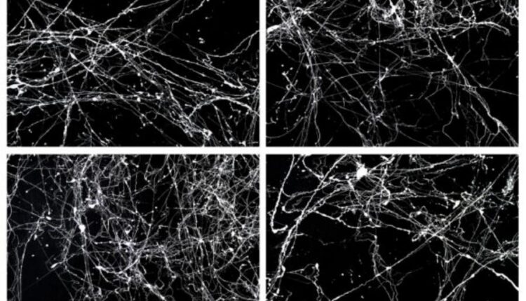 تکسچر بافت سنگ مرمر   Marble Backgrounds Textures