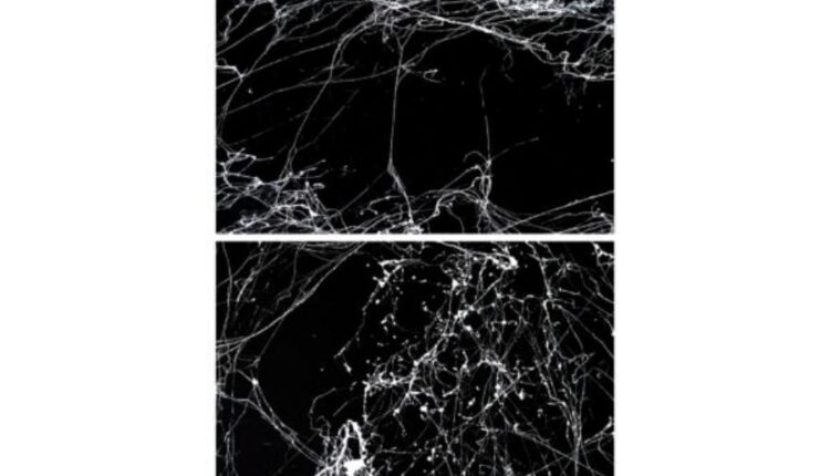 تکسچر بافت سنگ مرمر   Marble Backgrounds Textures