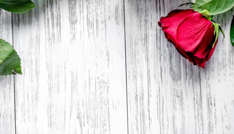 عکس استوک روز ولنتاین   Concept Valentine Day with Flower