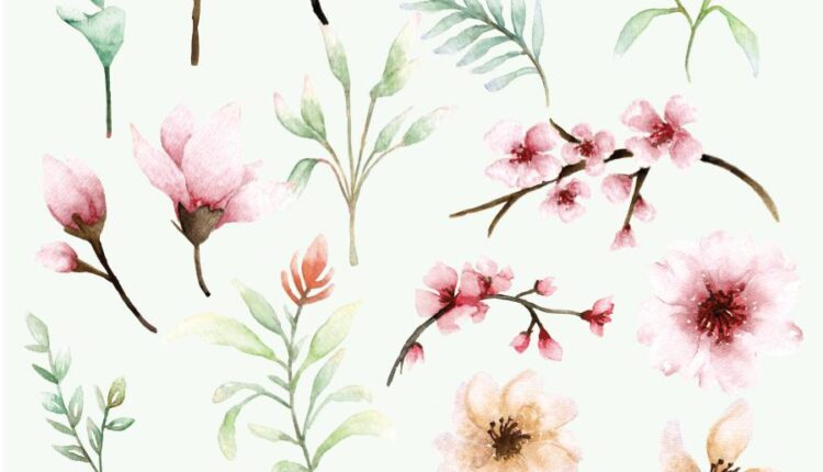 تصاویر PNG گل های صورتی ساکورا   Sakura Watercolor set