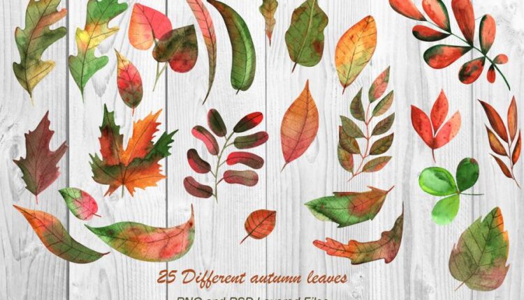تصاویر PNG برگ های پاییزی آبرنگی   Watercolor Autumn Leave