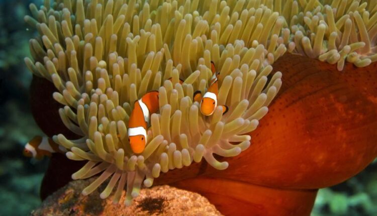 سری پنجاه و هشتم عکس زمینه های باکیفیت   Beautiful Wallpapers