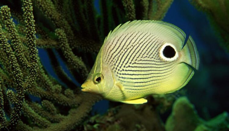 سری پنجاه و هشتم عکس زمینه های باکیفیت   Beautiful Wallpapers