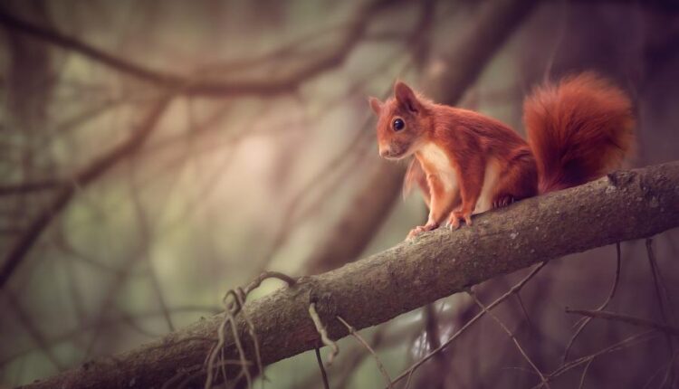 سری پنجاه و هشتم عکس زمینه های باکیفیت   Beautiful Wallpapers