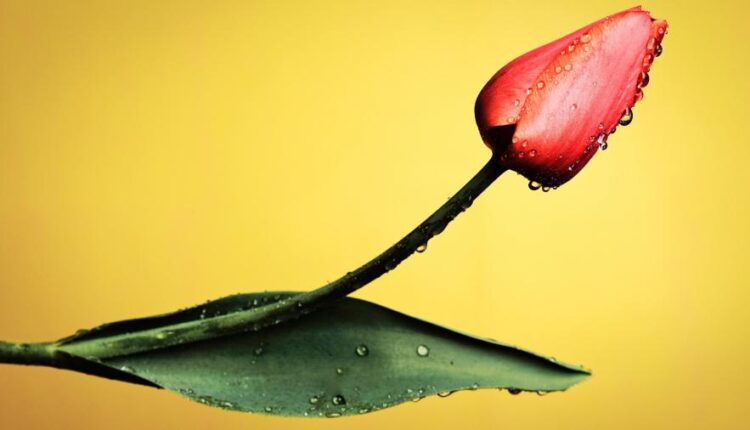 سری پنجاه و هشتم عکس زمینه های باکیفیت   Beautiful Wallpapers