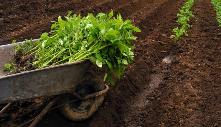 عکس استوک باغبان و باغچه   People and gardening