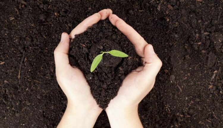 عکس استوک باغبان و باغچه   People and gardening