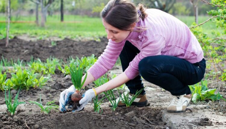 عکس استوک باغبان و باغچه   People and gardening