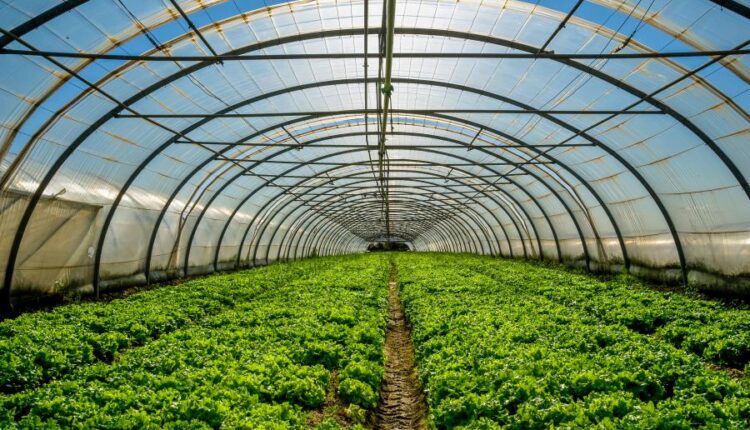 عکس استوک باغبان و باغچه   People and gardening