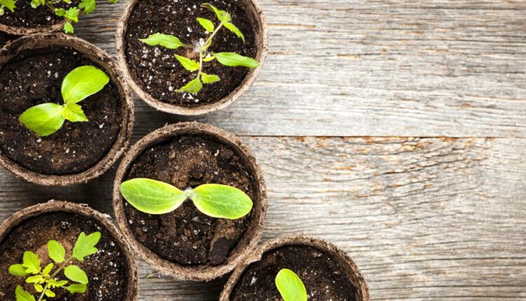 عکس استوک باغبان و باغچه   People and gardening