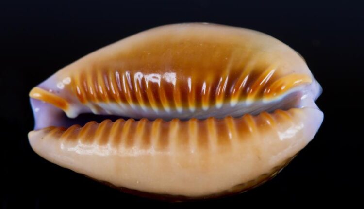 تصاویر استوک خلاقانه   Images of a creative idea