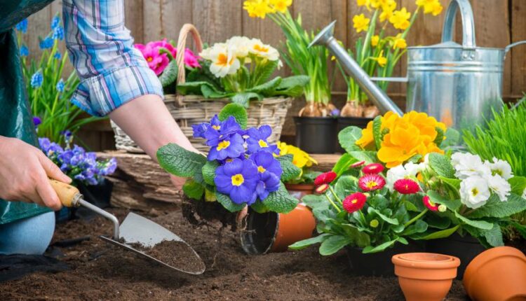 عکس استوک باغبان و باغچه   People and gardening