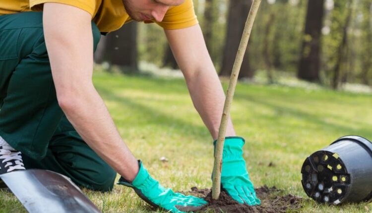 عکس استوک باغبان و باغچه   People and gardening