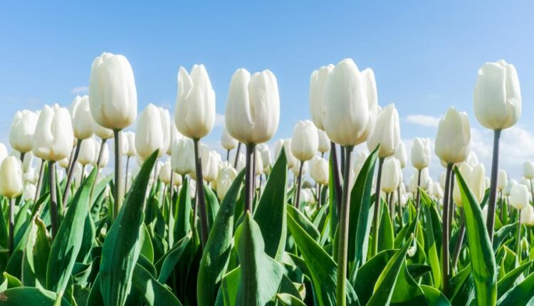 عکس استوک باغبان و باغچه   People and gardening