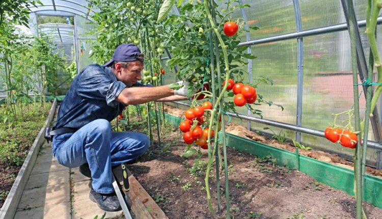 عکس استوک باغبان و باغچه   People and gardening