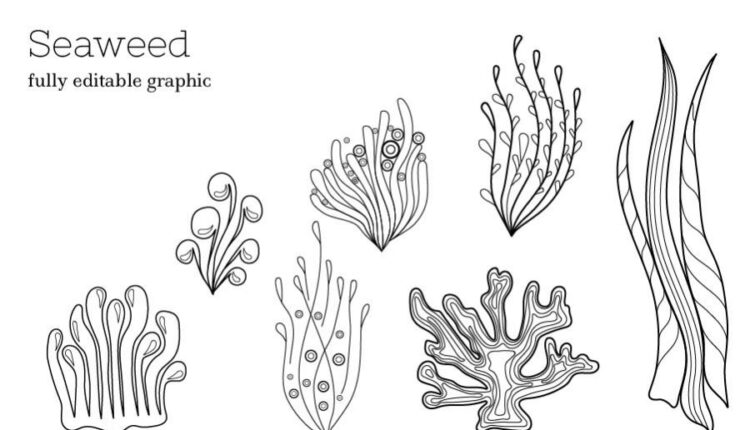 مجموعه کلیپ آرت موجودات دریایی   Zenart Vector Sea