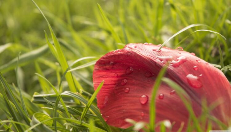 سری شصت و هفتم بک گراند برای کامپیوتر   Beautiful Wallpapers