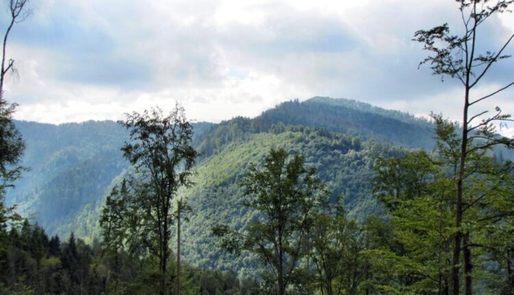 سری هفتادم والپیپر طبیعت برای کامپیوتر   Most Wanted Wallpapers