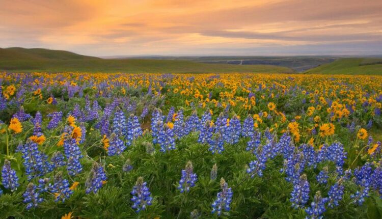 سری شصت و ششم عکس زمینه برای کامپیوتر   Beautiful Wallpapers