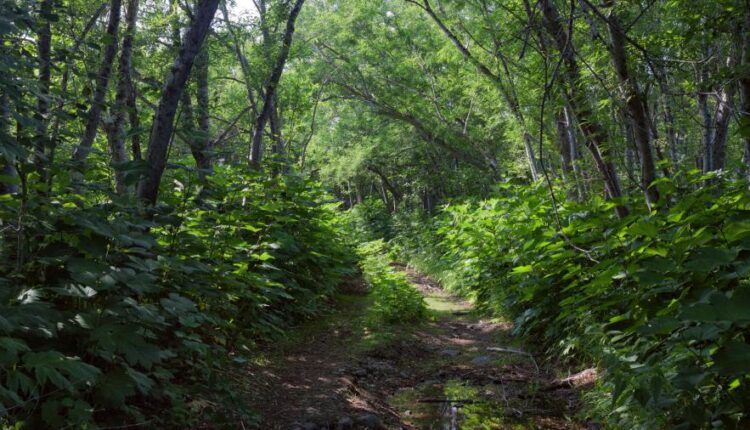 سری شصت و ششم عکس زمینه برای کامپیوتر   Beautiful Wallpapers