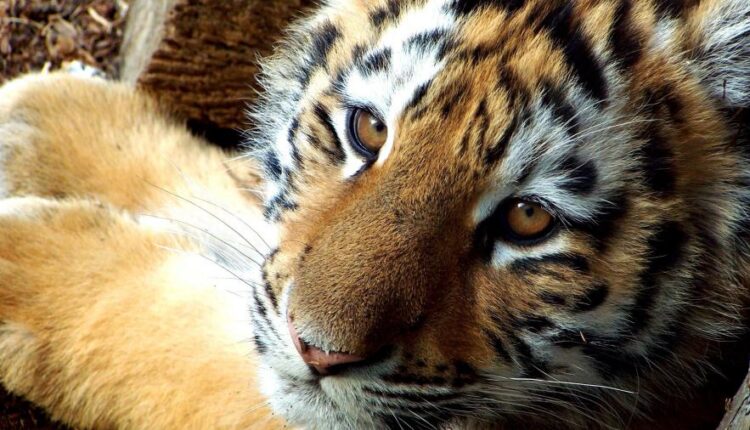 سری شصت و یکم والپیپر های باکیفیت   Beautiful Wallpapers