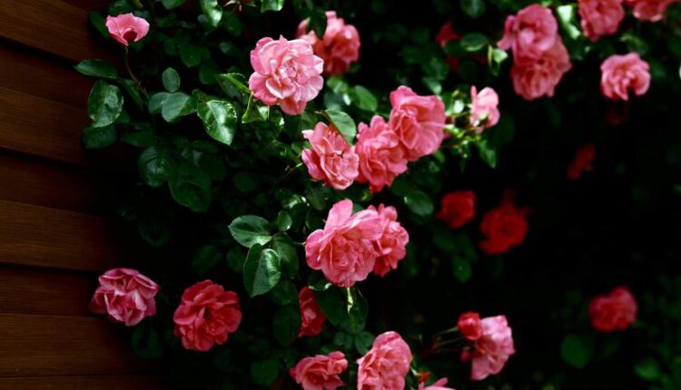 سری شصت و یکم والپیپر های باکیفیت   Beautiful Wallpapers