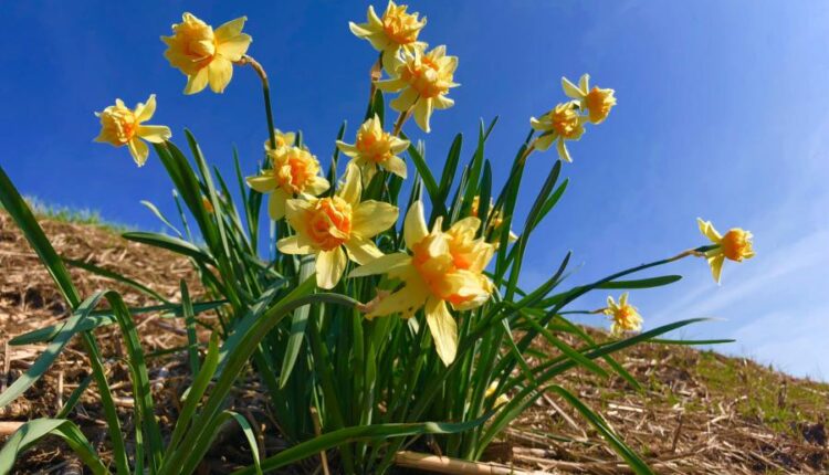 سری شصت و یکم والپیپر های باکیفیت   Beautiful Wallpapers