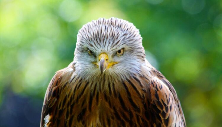 سری شصتم بک گراند های باکیفیت   Beautiful Wallpapers