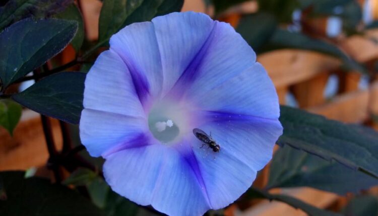 سری شصتم بک گراند های باکیفیت   Beautiful Wallpapers