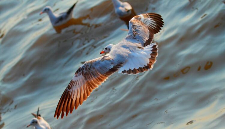 سری شصتم بک گراند های باکیفیت   Beautiful Wallpapers