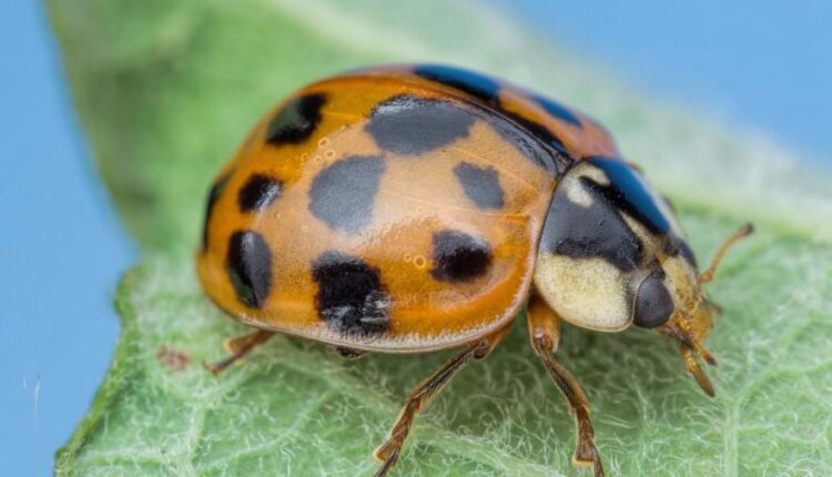 سری شصتم بک گراند های باکیفیت   Beautiful Wallpapers