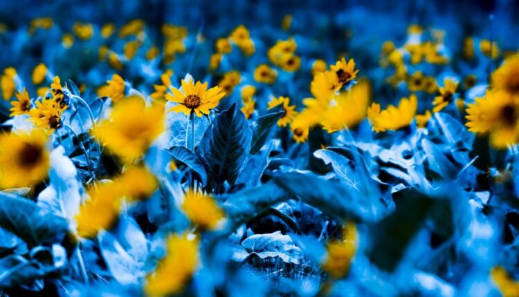 سری شصتم بک گراند های باکیفیت   Beautiful Wallpapers