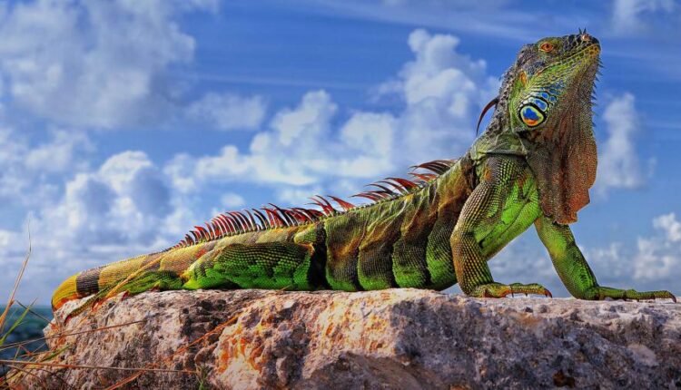 سری شصتم بک گراند های باکیفیت   Beautiful Wallpapers