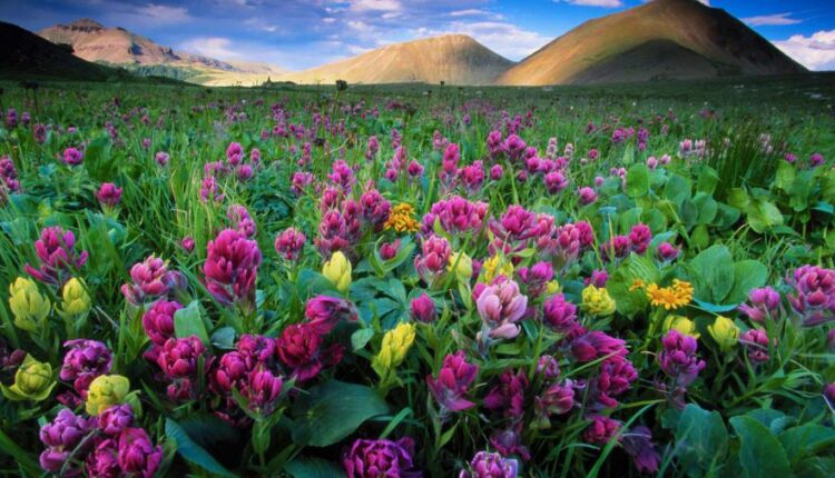 سری شصتم بک گراند های باکیفیت   Beautiful Wallpapers