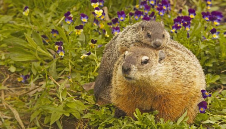 سری شصتم بک گراند های باکیفیت   Beautiful Wallpapers