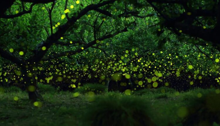 سری شصتم بک گراند های باکیفیت   Beautiful Wallpapers