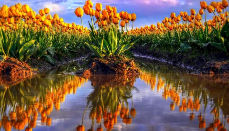 سری شصتم بک گراند های باکیفیت   Beautiful Wallpapers