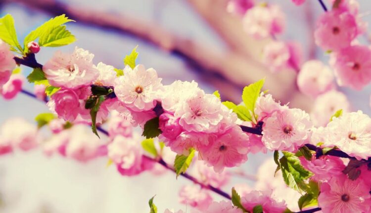 سری هفتاد و یکم تصویر زمینه برای دسکتاپ   Beautiful Wallpapers