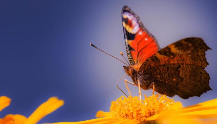 سری هفتاد و یکم تصویر زمینه برای دسکتاپ   Beautiful Wallpapers