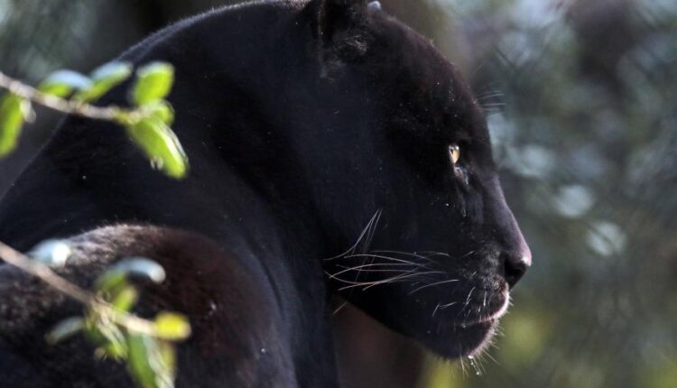 سری هفتاد و یکم تصویر زمینه برای دسکتاپ   Beautiful Wallpapers