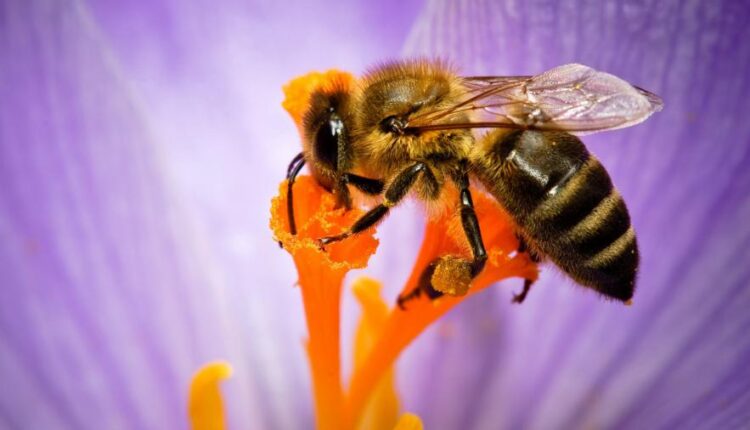 سری هفتاد و یکم تصویر زمینه برای دسکتاپ   Beautiful Wallpapers