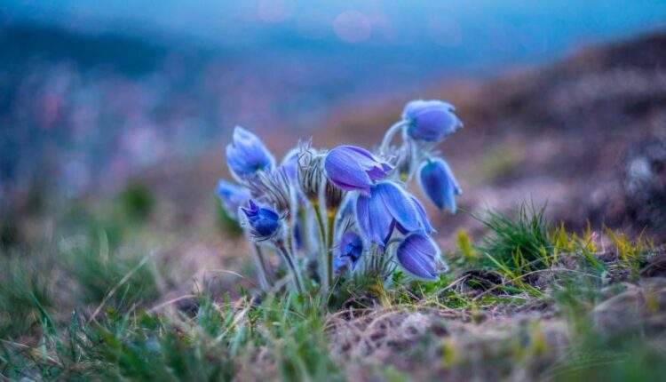 سری هفتاد و یکم تصویر زمینه برای دسکتاپ   Beautiful Wallpapers