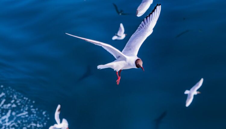 سری هفتاد و یکم تصویر زمینه برای دسکتاپ   Beautiful Wallpapers