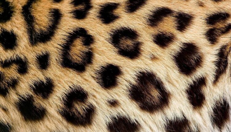 سری شصت و نهم والپیپر برای دسکتاپ   Beautiful Wallpapers