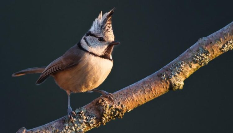 سری شصت و نهم والپیپر برای دسکتاپ   Beautiful Wallpapers