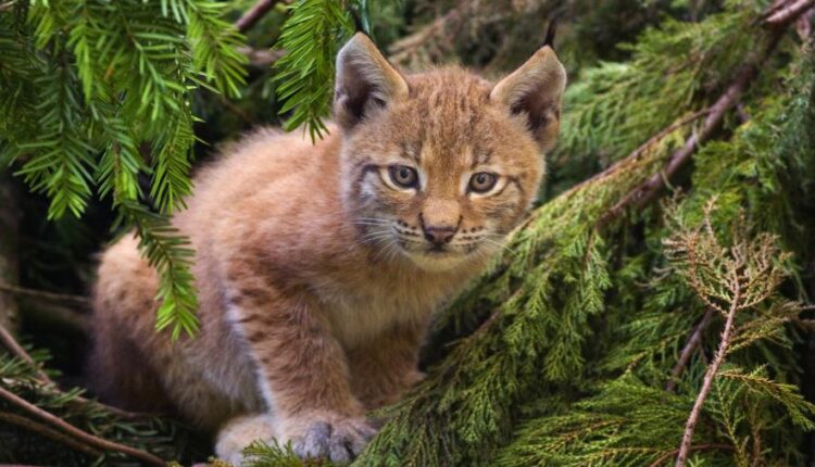 سری شصت و نهم والپیپر برای دسکتاپ   Beautiful Wallpapers