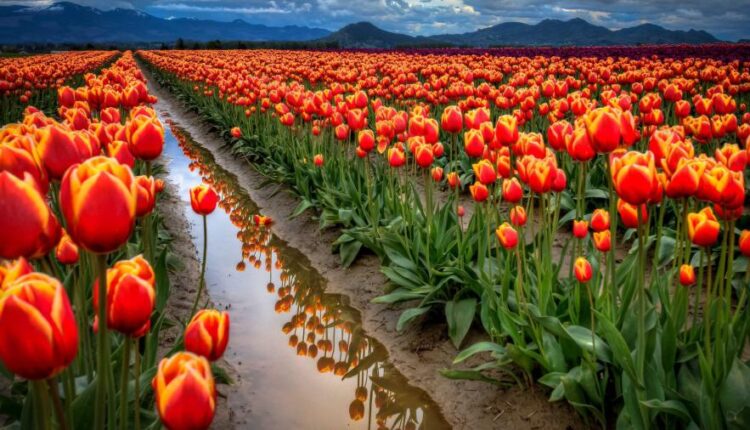 سری شصت و نهم والپیپر برای دسکتاپ   Beautiful Wallpapers