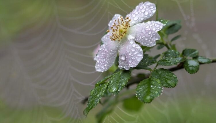 سری شصت و پنجم تصویر زمینه برای کامپیوتر   Wallpapers