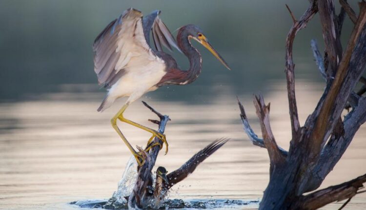 سری شصت و پنجم تصویر زمینه برای کامپیوتر   Wallpapers